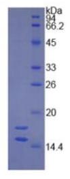 SDS-PAGE (ITGB3-3269H).jpg